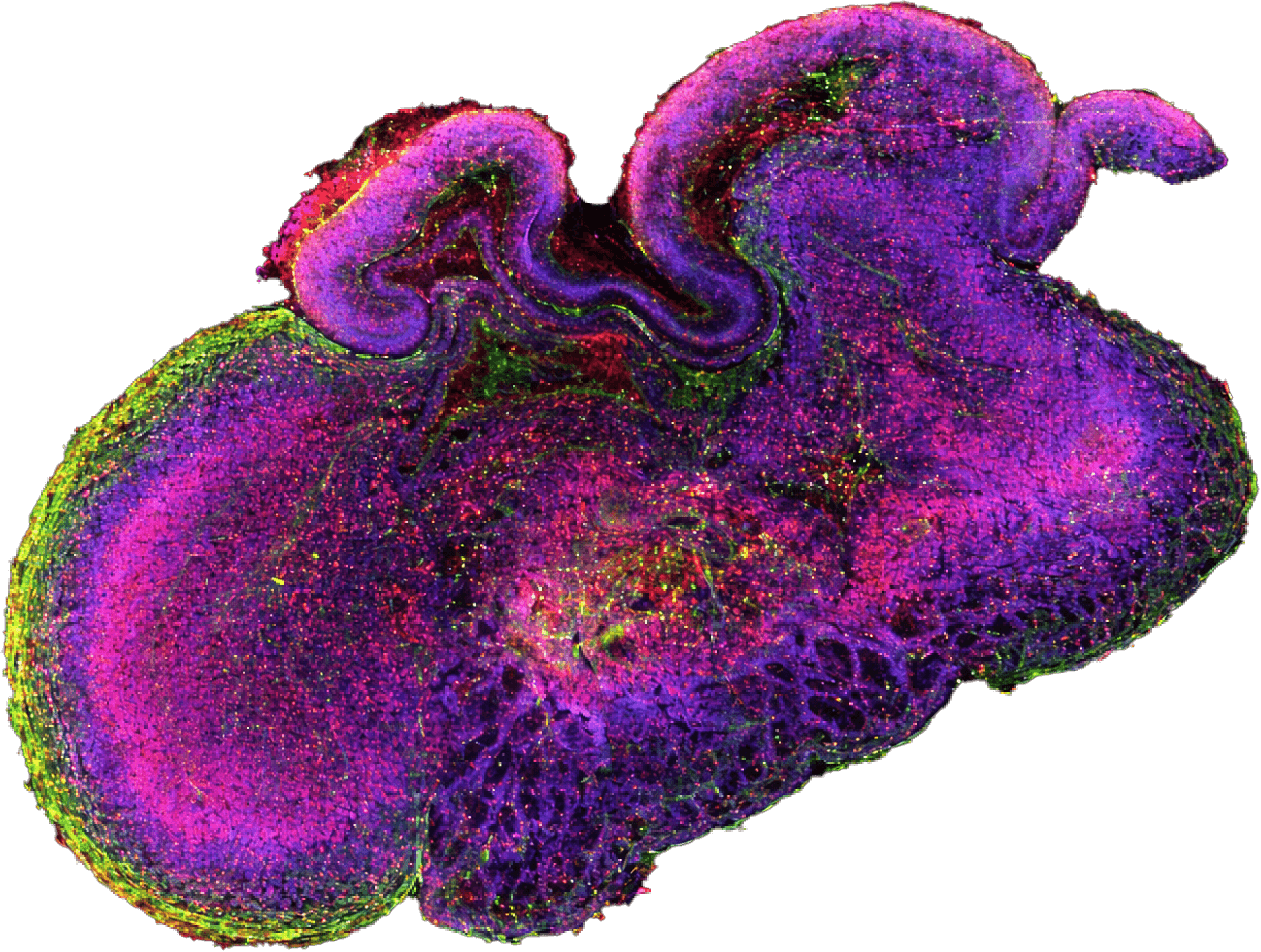 Next-Generation Organoid & Organ-Chip Platforms