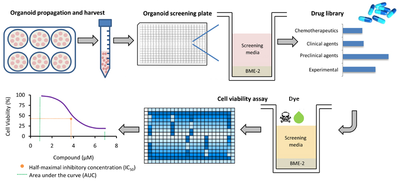 Drug Screening