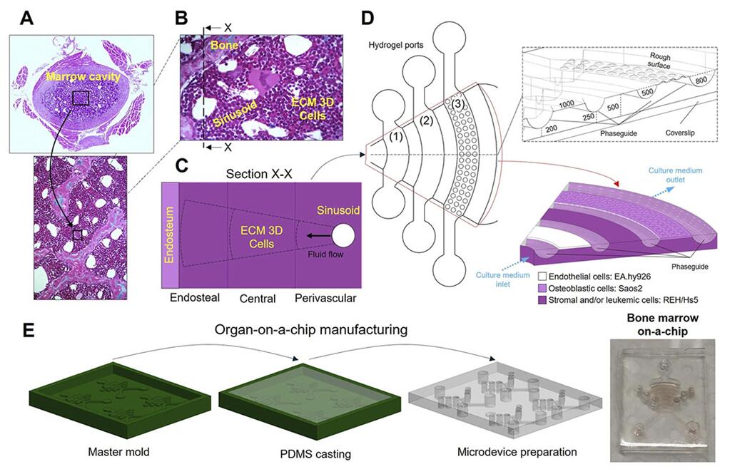 Schematic representation of Bone Marrow-on-Chip