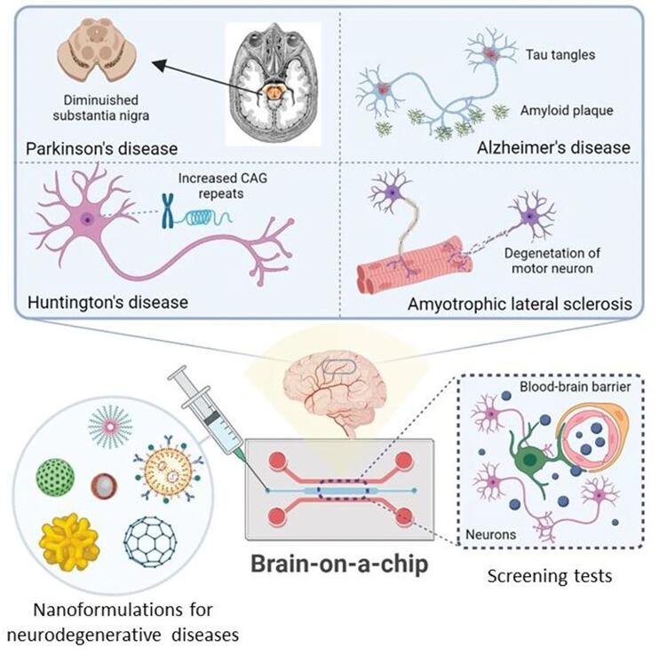 Schematic representation of Brain-on-Chip