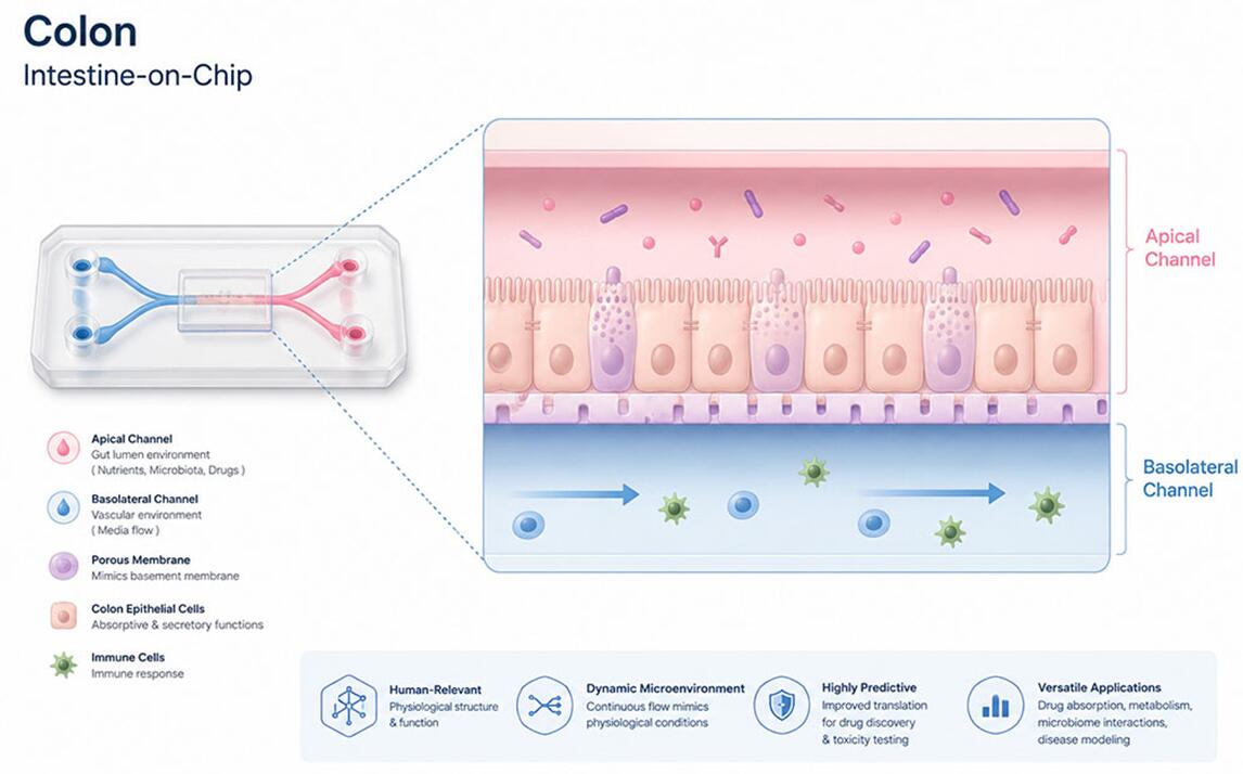 Colon Intestine-on-Chip