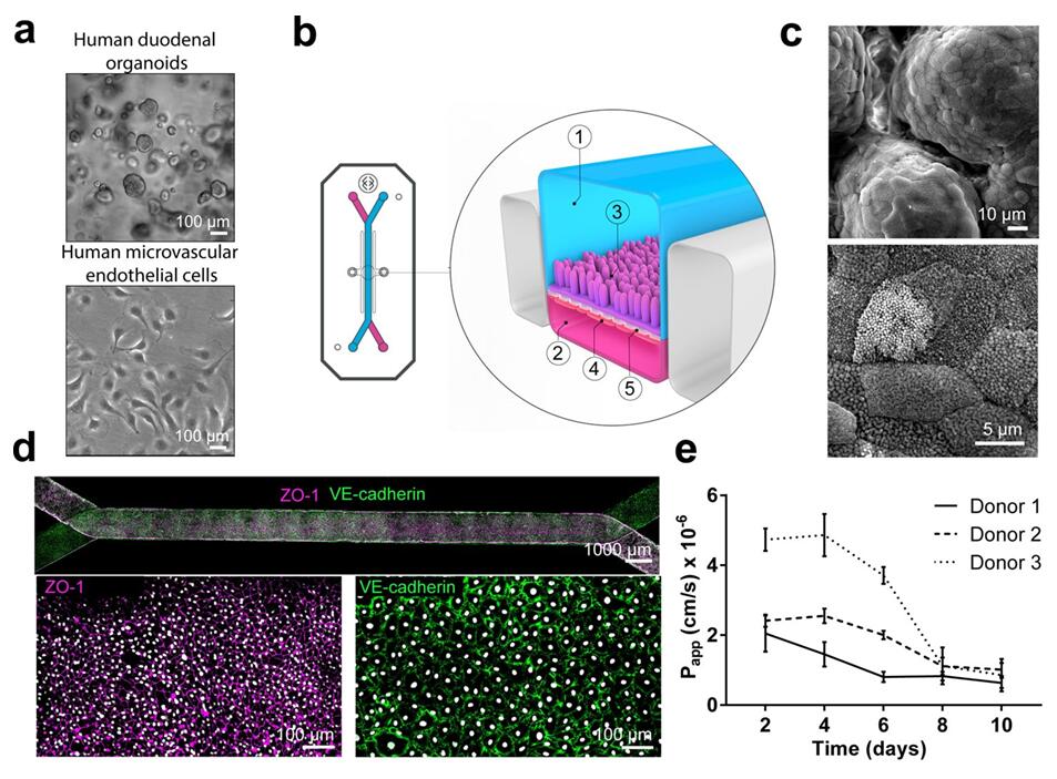 Schematic representation of Duodenum Intestine-on-Chip