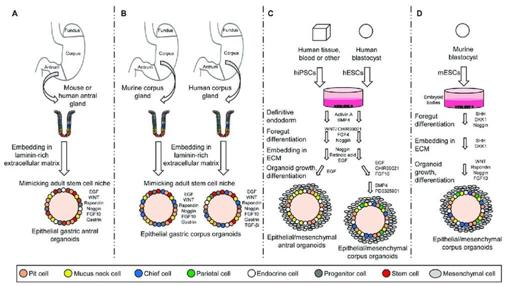 gastric organoid formation schematic
