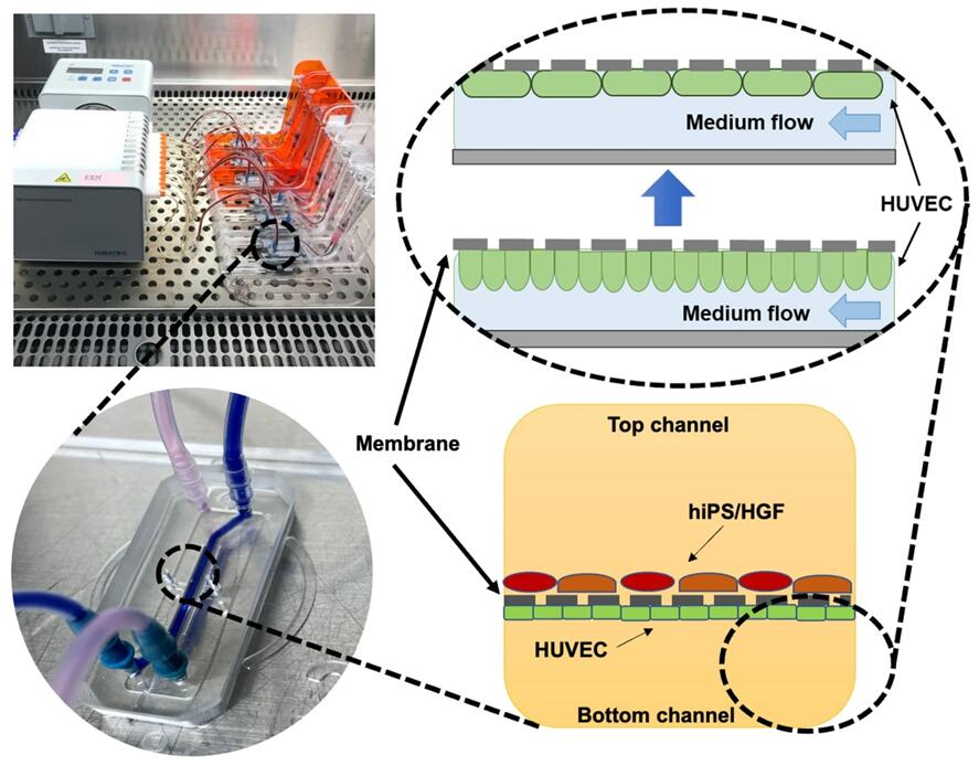 Schematic representation of Heart-on-Chip