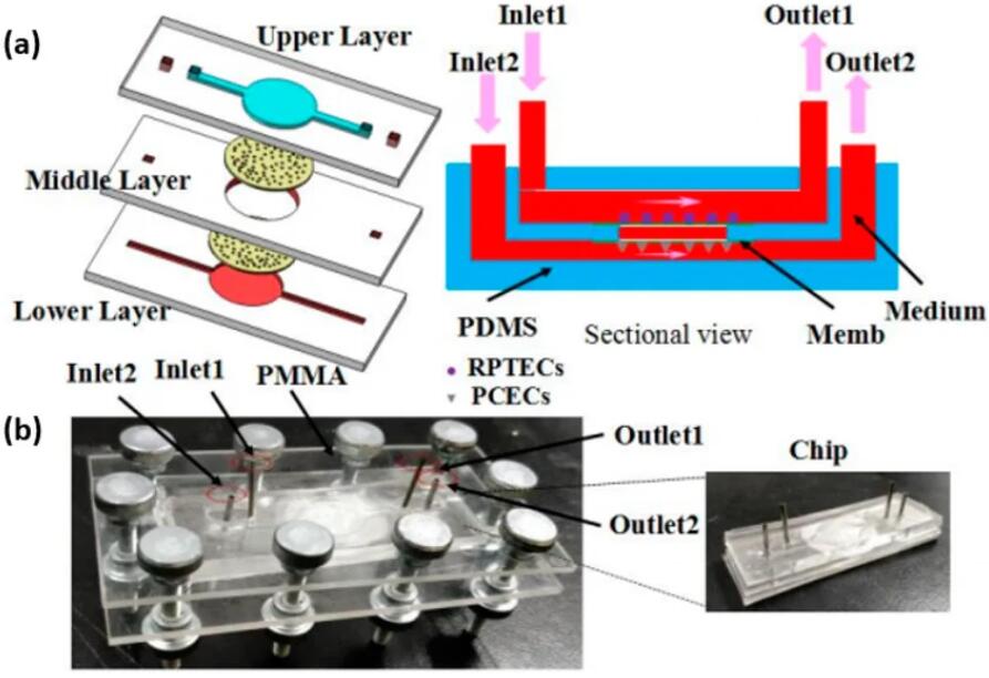 Schematic representation of Kidney-on-Chip