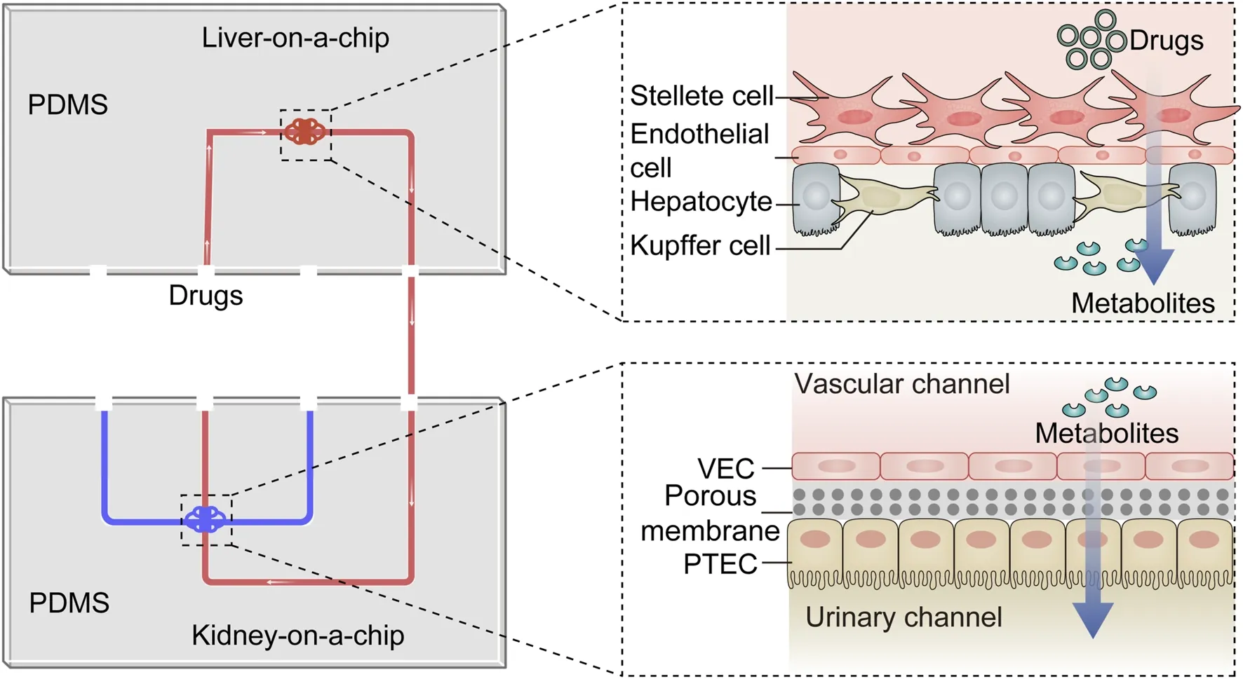 The diagram of the liver-kidney-on-a-chip.