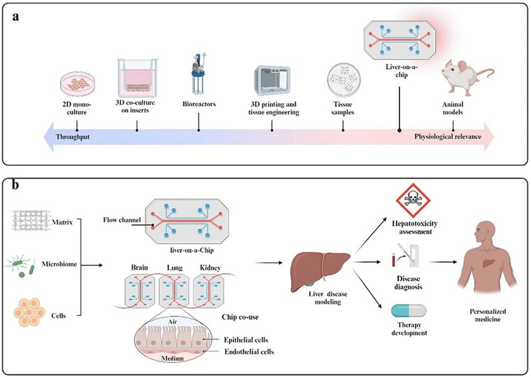 Schematic representation of Liver-on-Chip