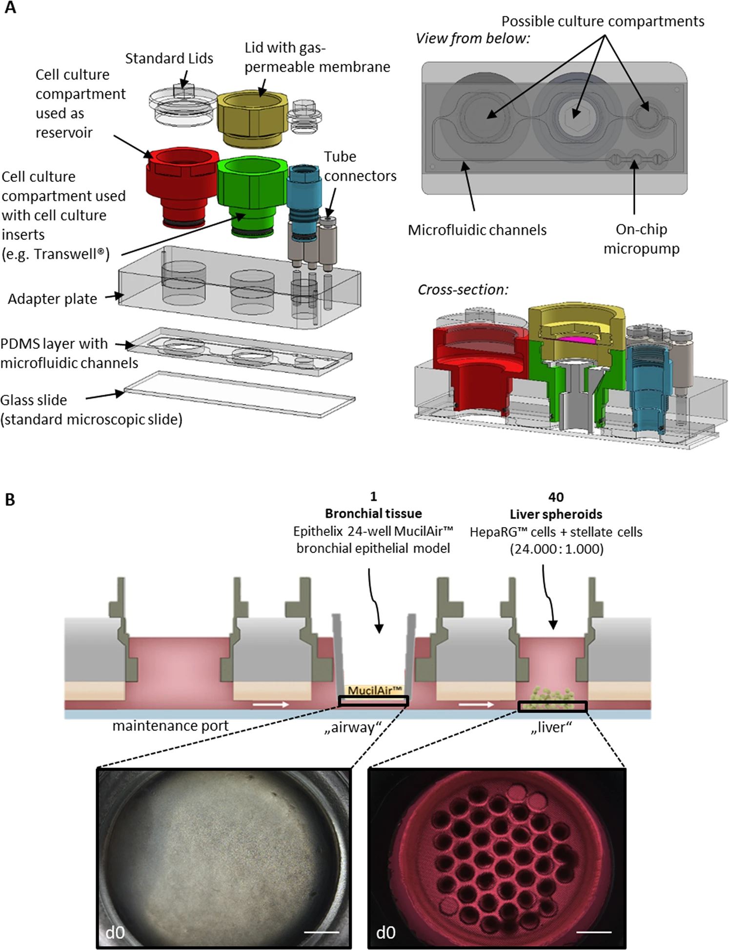 The multi-organ chip platform and experimental setup.