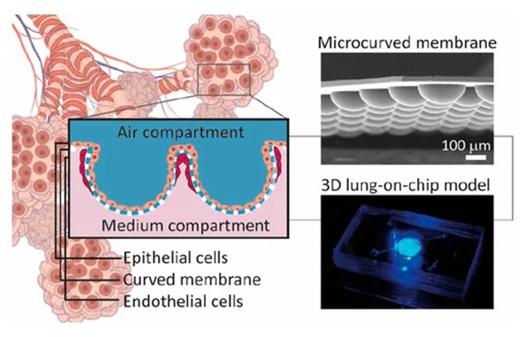 Schematic representation of Lung-on-Chip