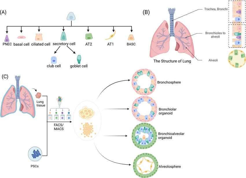 lung organoid generation schematic