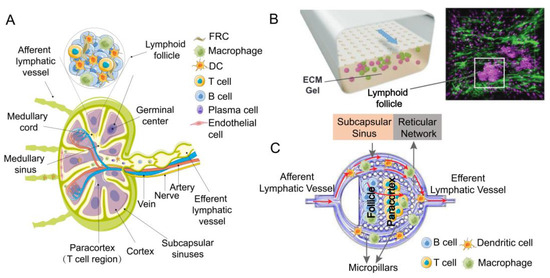 Schematic representation of Lymphoid Organ-on-Chip