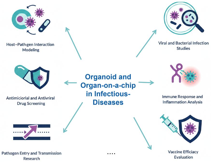 Infectious Disease Models