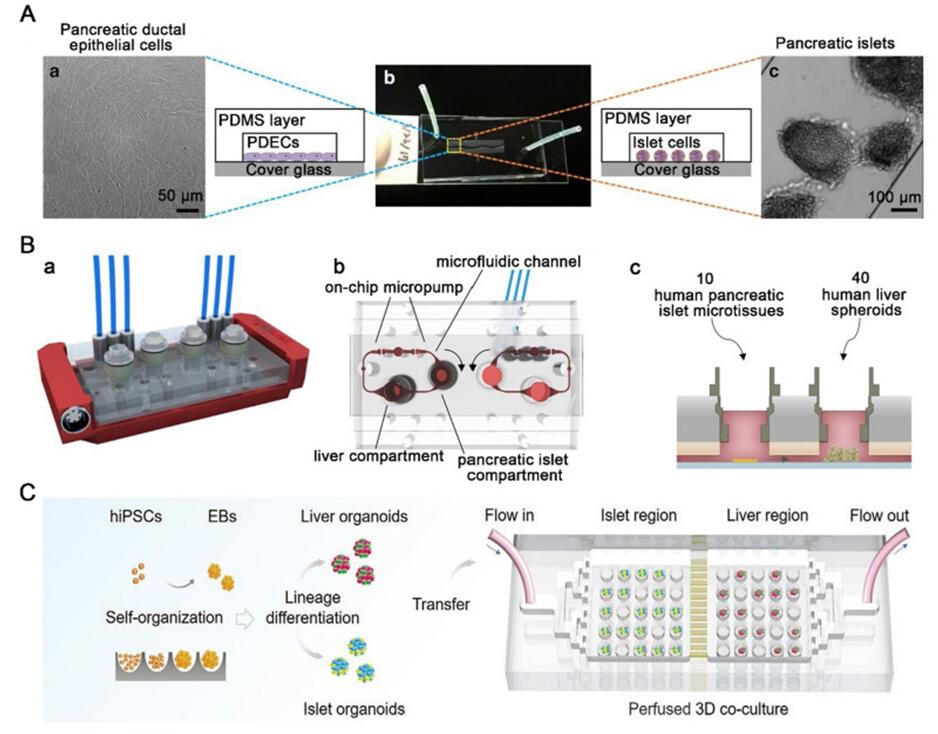 The microfluidic multiorganoid system for the interaction of liver and islet organoids in normal and disease states.