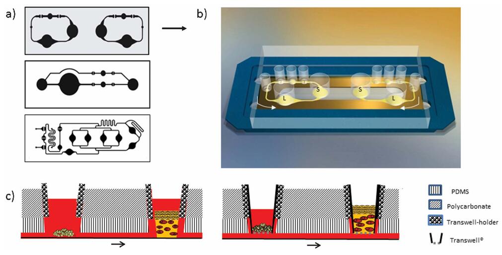 The microfluidic MOC device of skin and liver.