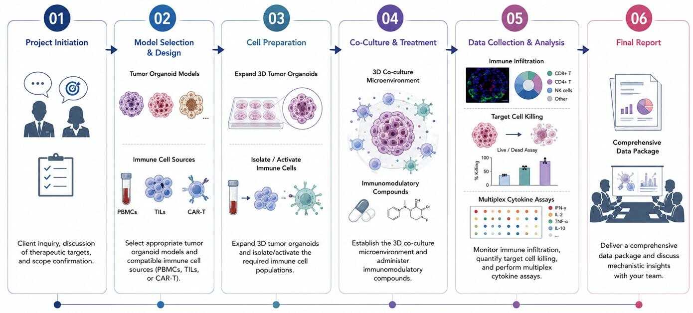 Tumor Organoid Co-culture Workflow