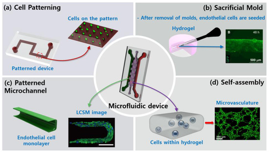 Schematic representation of Vasculature-on-Chip